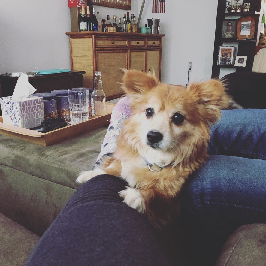 John: My Loyal Companion From Korea to Belgium to the United States ❤️