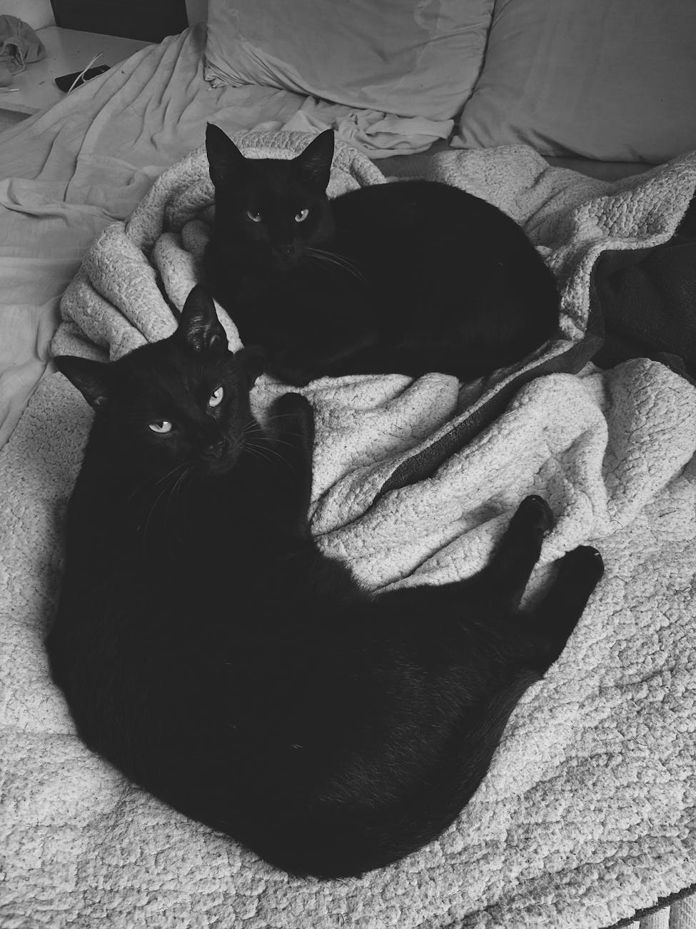 two cats lying on a bed
